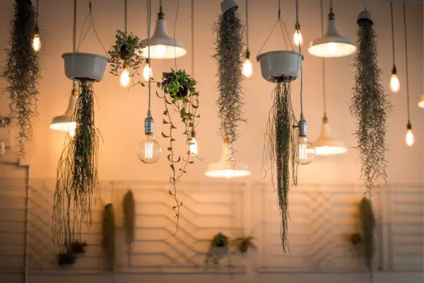 Tillandsias em Destaque: Ideias para Incluir Plantas Aéreas na Ornamentação de Forma Delicada e Moderna