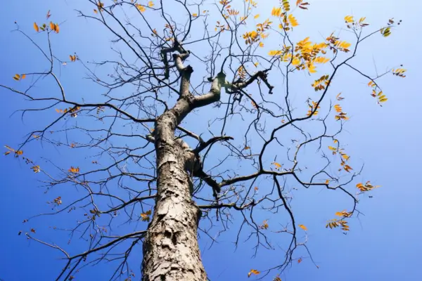 Topiarias Geométricas: Um Toque de Sofisticação e Natureza para Seus Jardins e Interiores